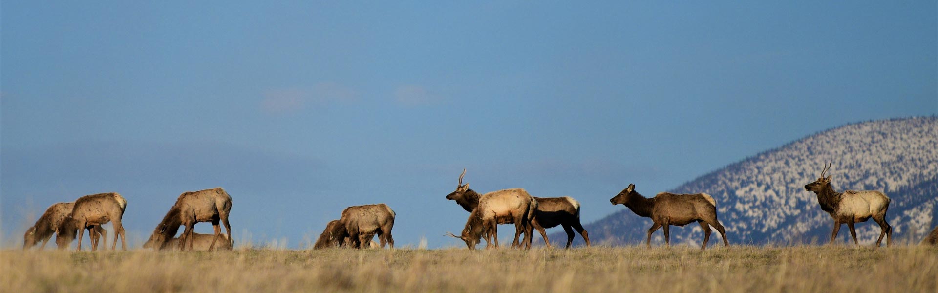 A herd of elk in a field