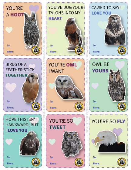 Bird valentines