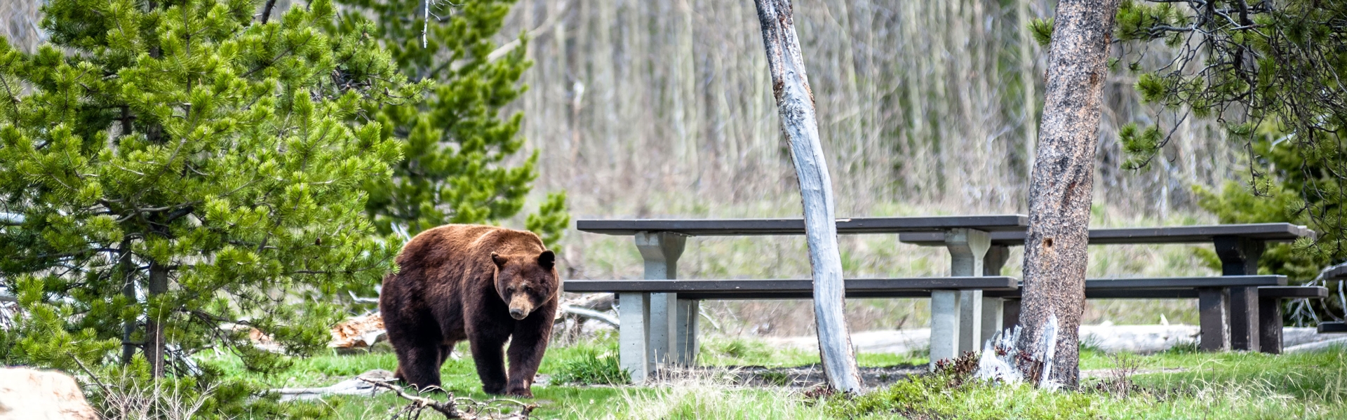A bear walking through a campsite with picnic tables.