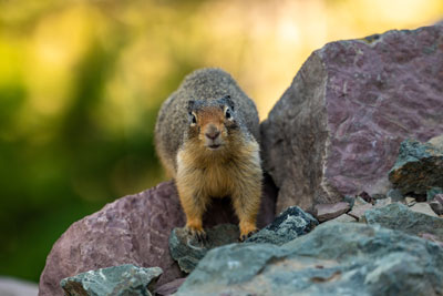 Ground squirrel on rocks