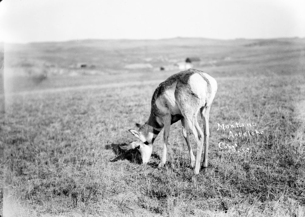 Nettie Van's pet antelope