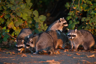 group of raccoons