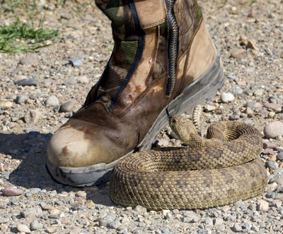 rattlesnake by boot