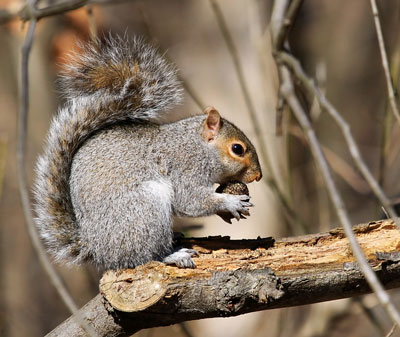 Tree squirrel eating nut