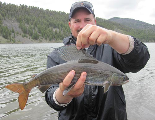 FWP biologist with arctic grayling