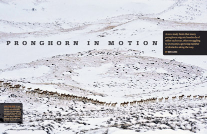 Pronghorn in Motion article cover