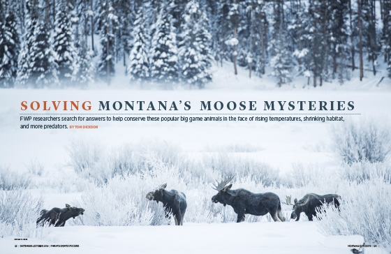 Solving Montana's Moose Mysteries article cover