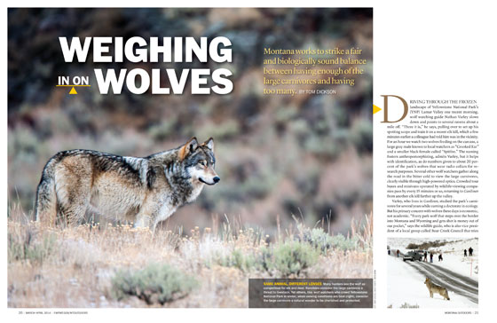Weighing in on Wolves article cover