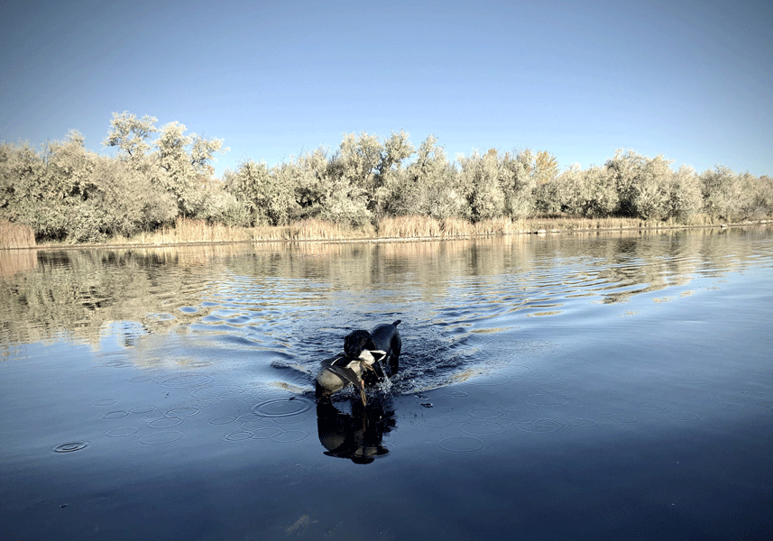 dog retrieving duck in water