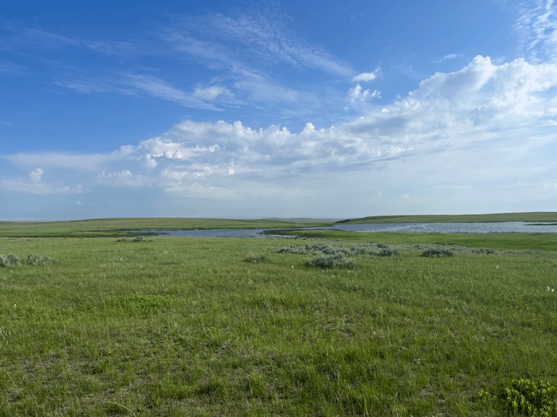 grassy wetland landscape