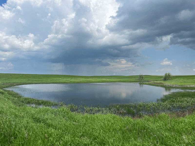 wetland landscape