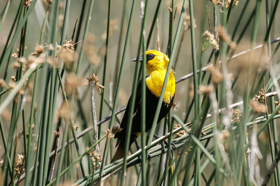yellow headed blackbird
