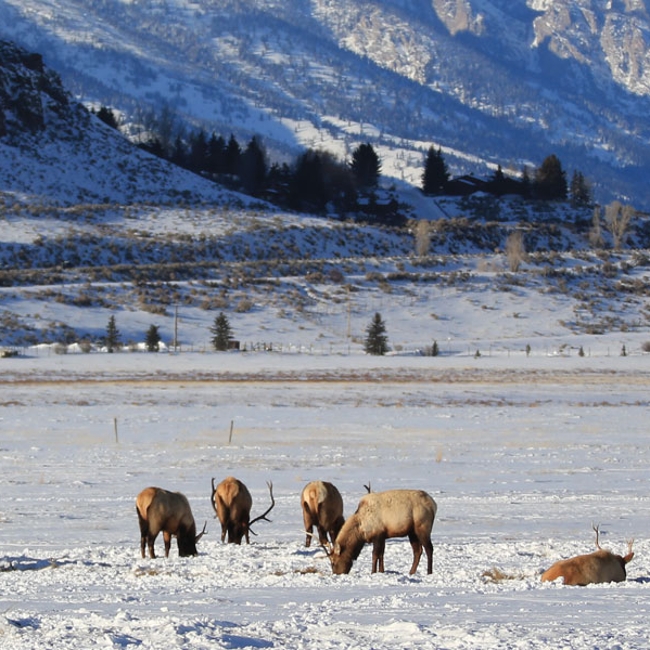 Elk herd in snowy field