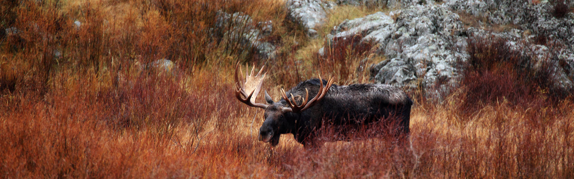 A moose in a field.