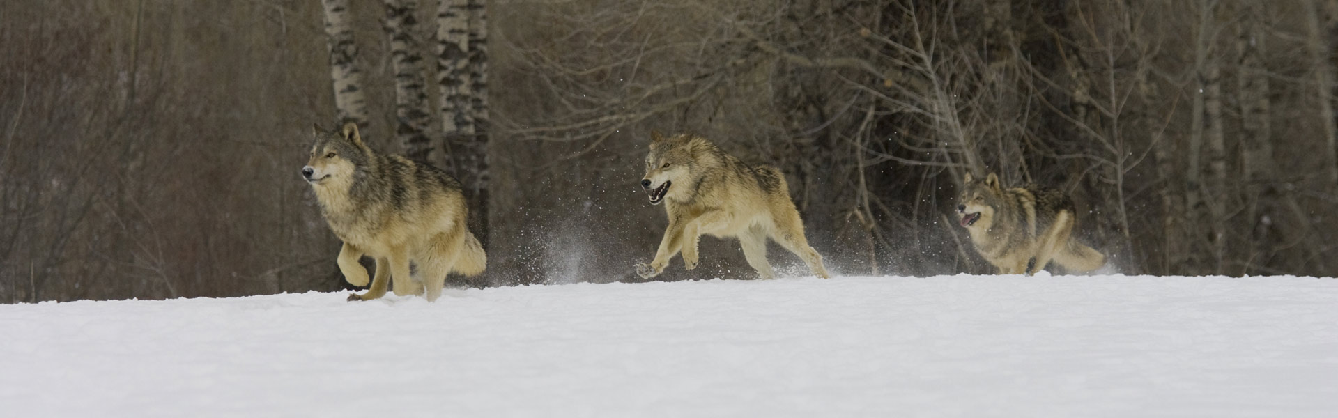 Wolves running