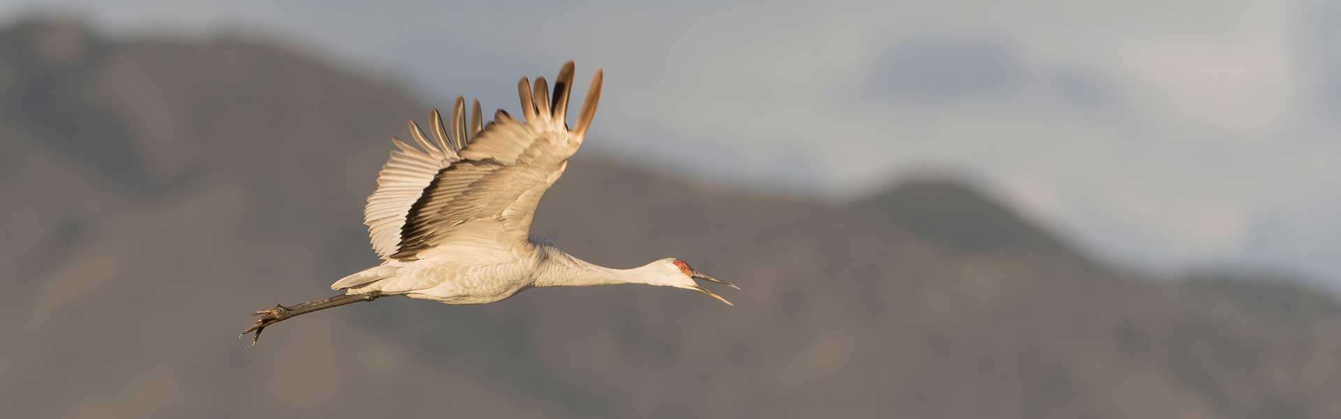 A sandhill crane in flight.