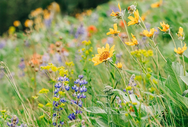 Photo of Montana hillside covered in colorful wildflowers