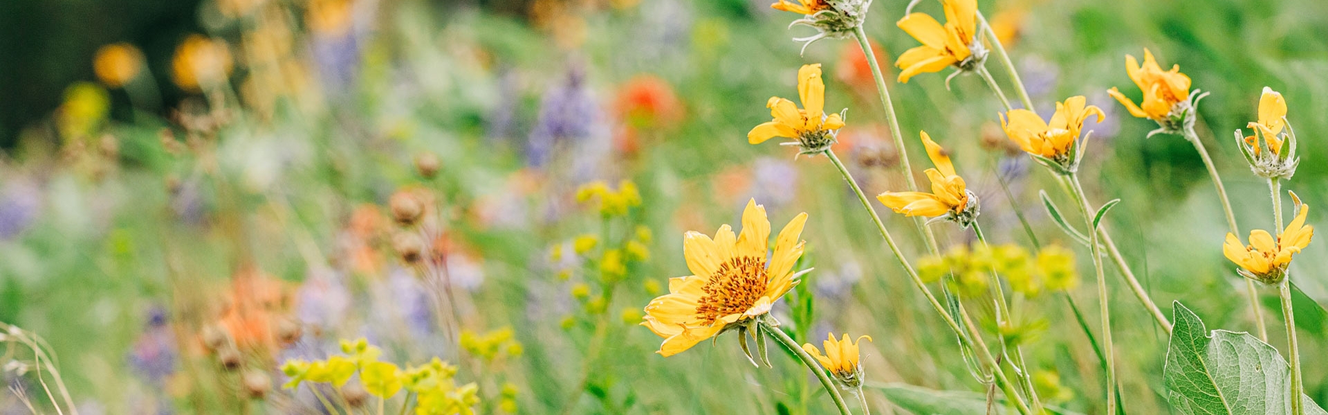 Photo of Montana hillside covered in wildflowers