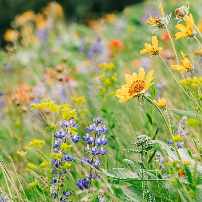 Photo Montana hillside covered in colorful wildflowers
