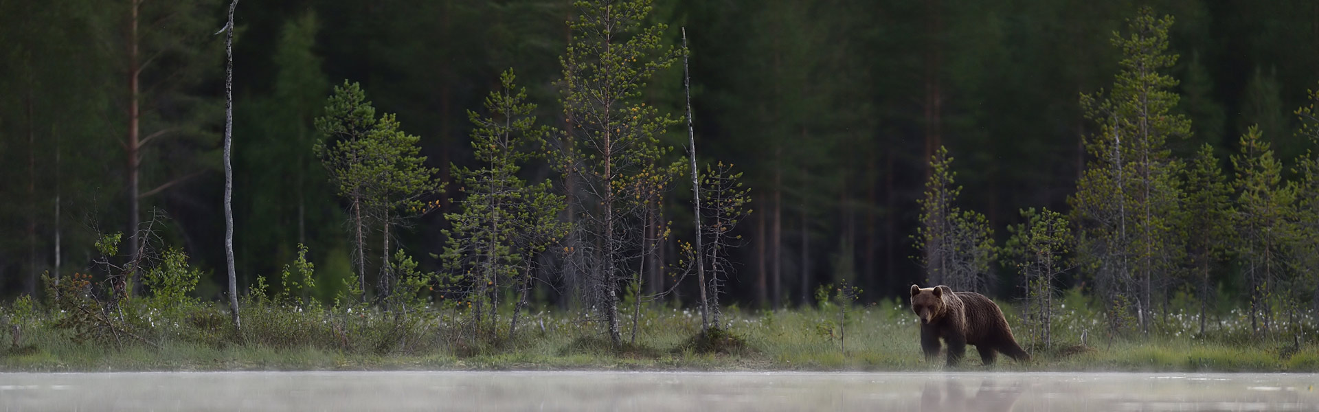 A grizzly bear in a grassy field.