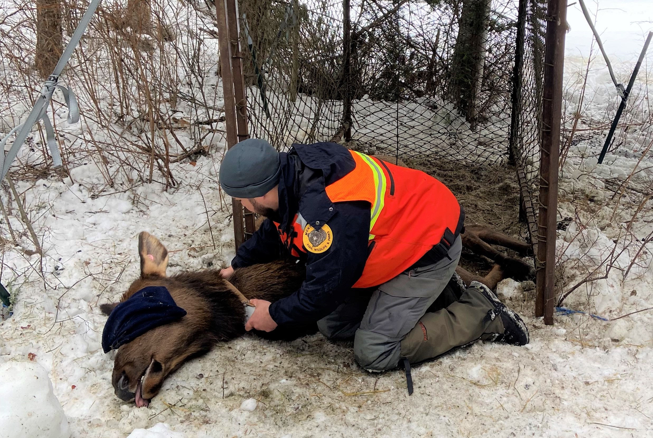 Elk capture 2