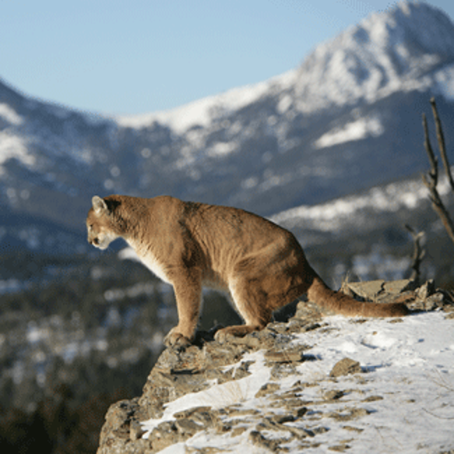 mountain lion