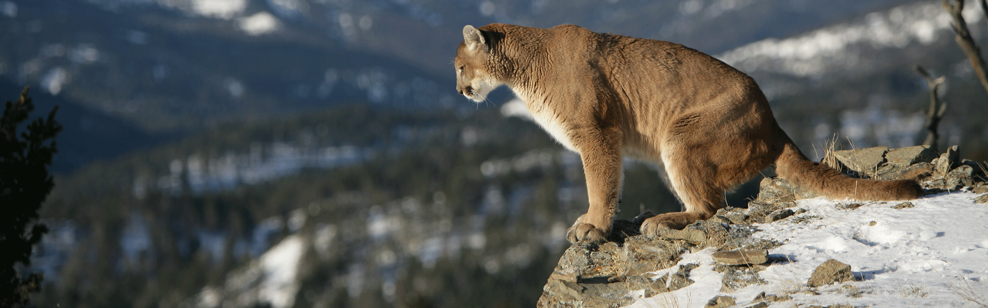 mountain lion