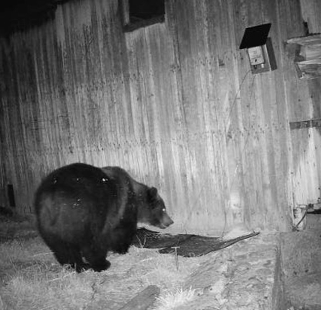 Photo of grizzly stepping on an electric mat built by MFWP while attempting to get stored grain from a barn