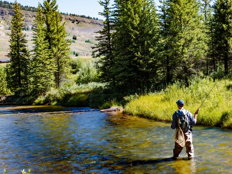 A flyfisherman wading and casting in a stream.