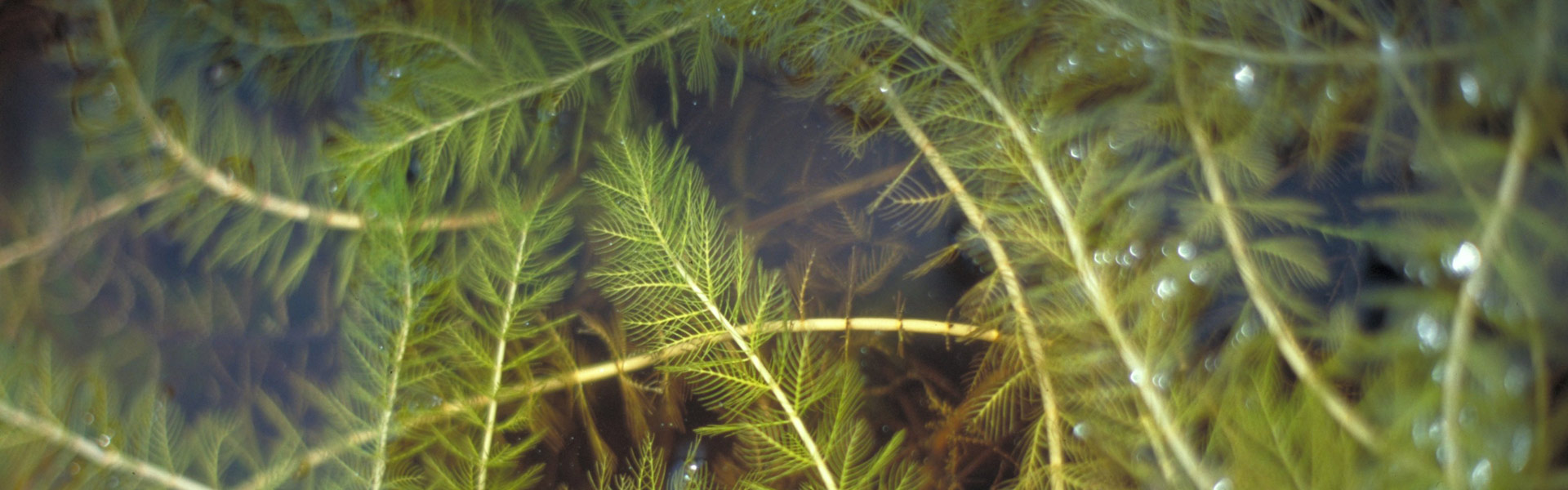 Eurasian Water Milfoil