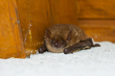 Bat in the corner of ceiling