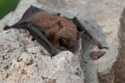 Bat on a rock
