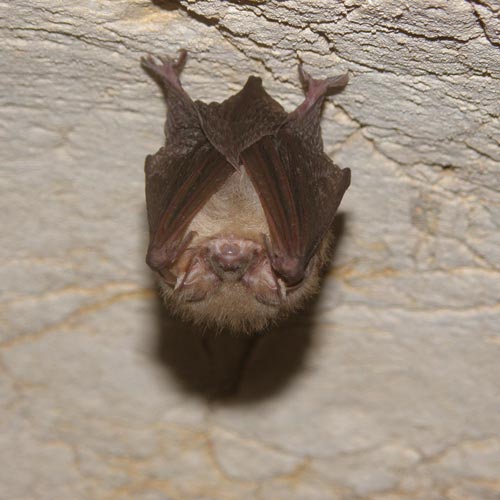 Bat with ears rolled up