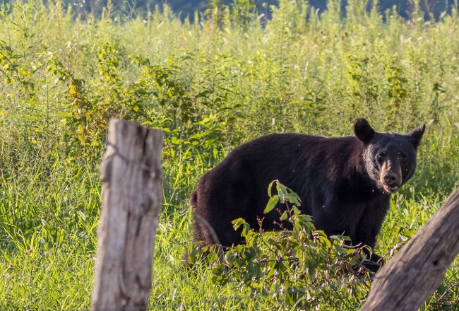Black bear behind wood fence.