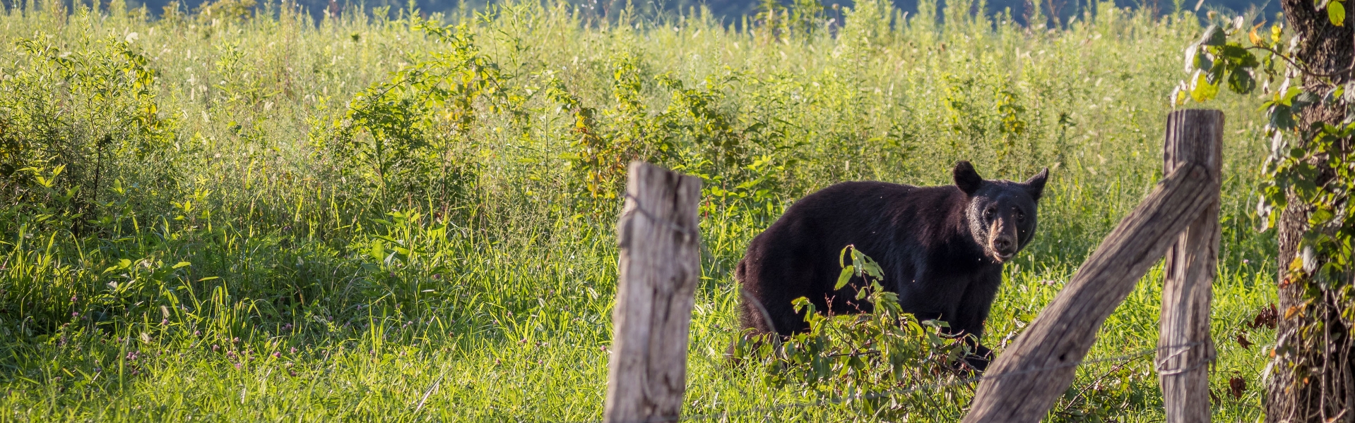 Black bear in field behind wooden fence.