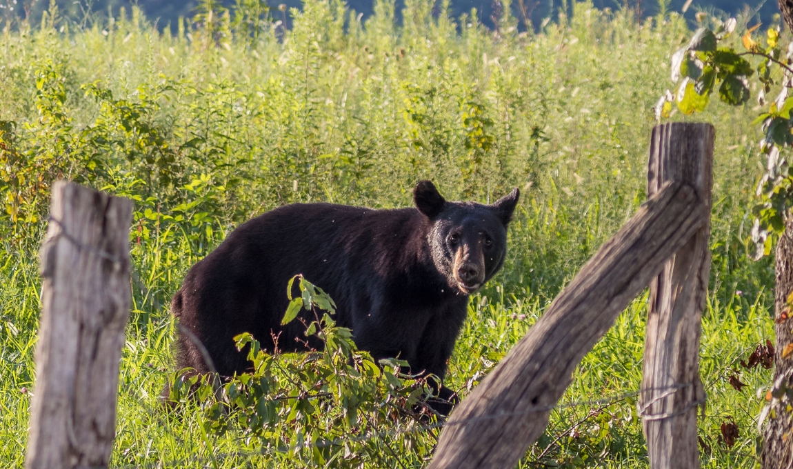 Bear and fence