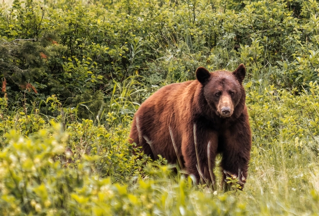 Bear standing on grassy landscape.