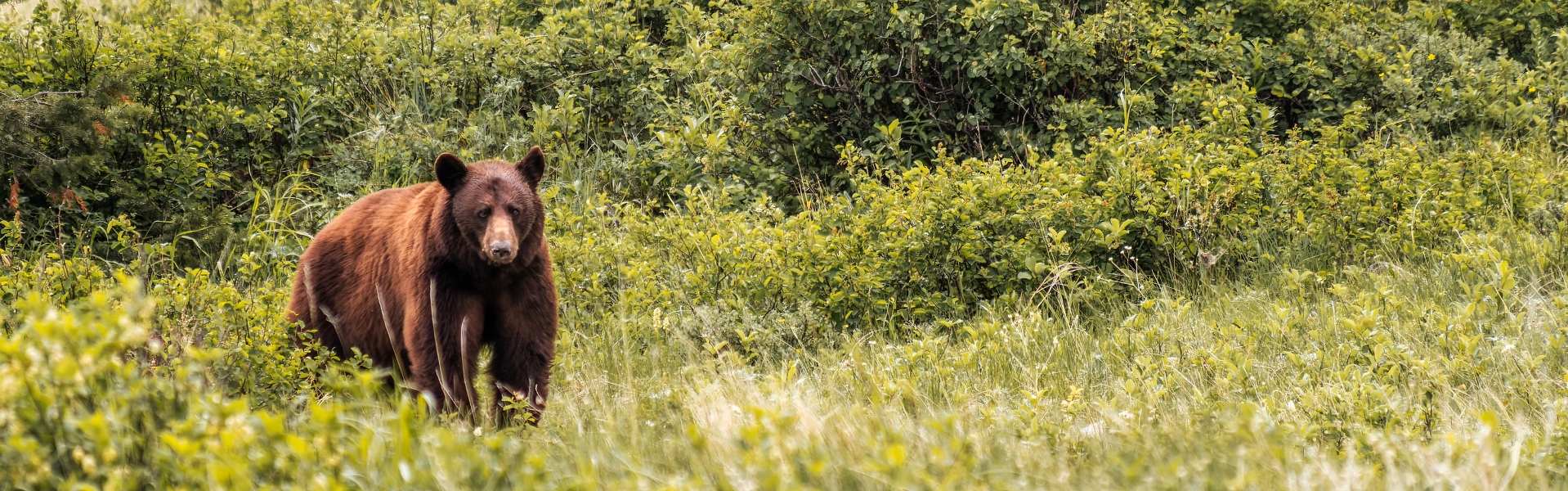 Black bear standing in brush.