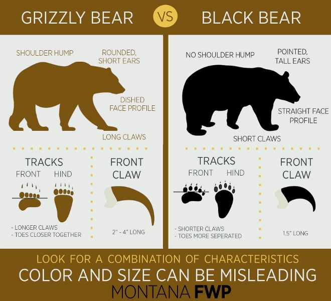 Black bear guide: how to identify, where to find them and what to do if you  encounter one - Discover Wildlife