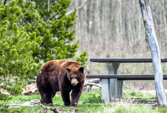 Bear near picnic tables.