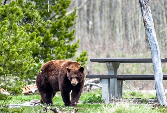 Bears In Montana