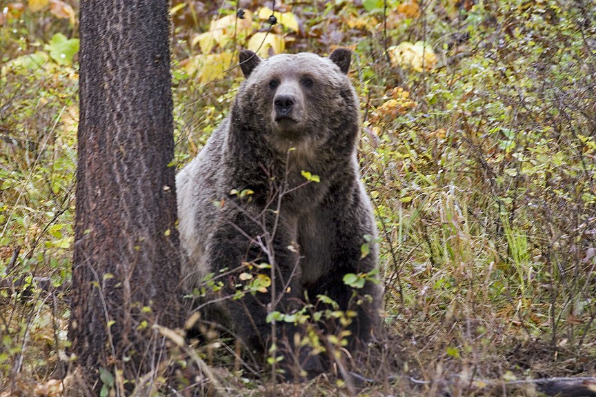 Photo of grizzly bear in fall foliage