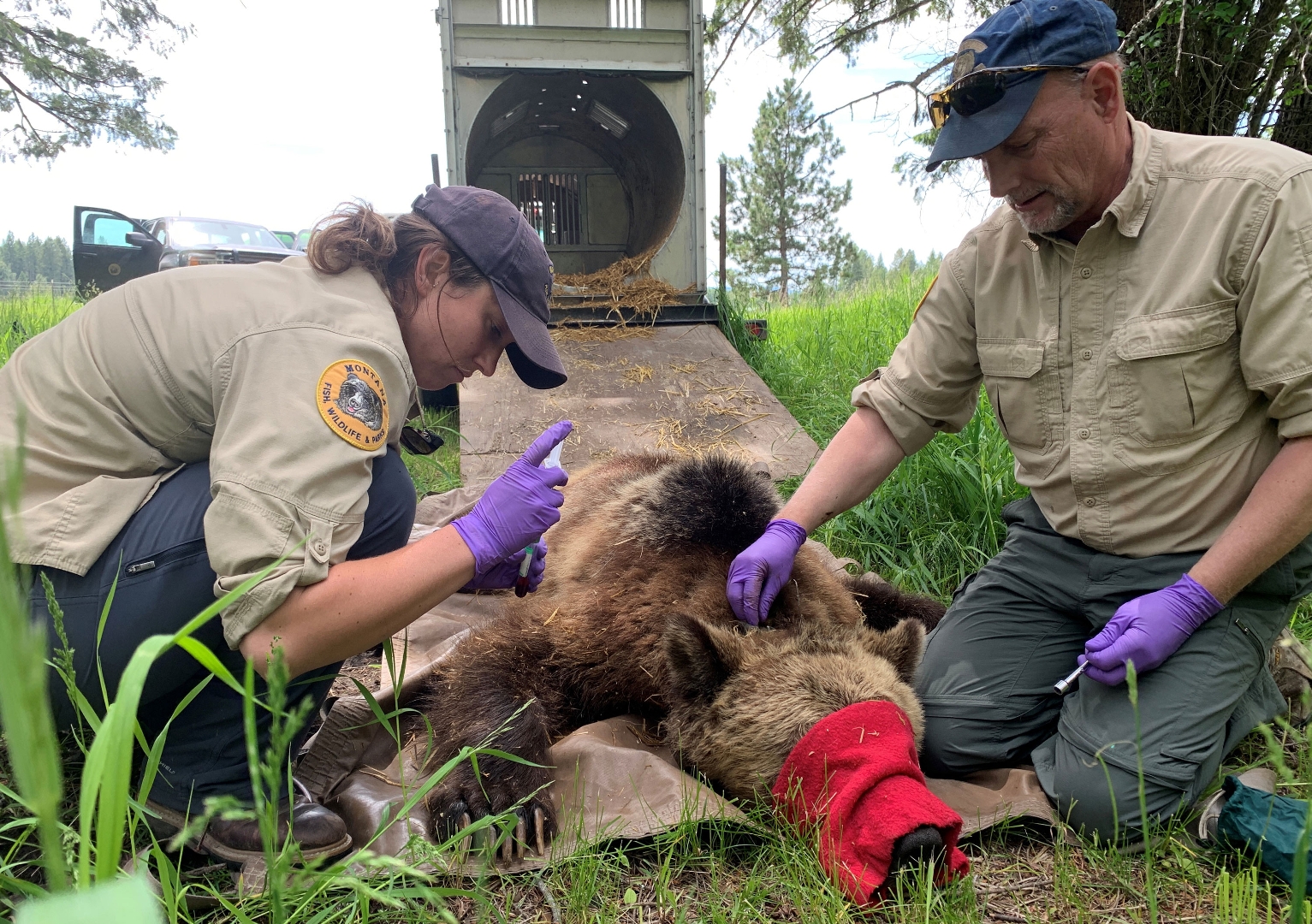 UM Study: Montanans Share Common Love Toward Grizzly Bears