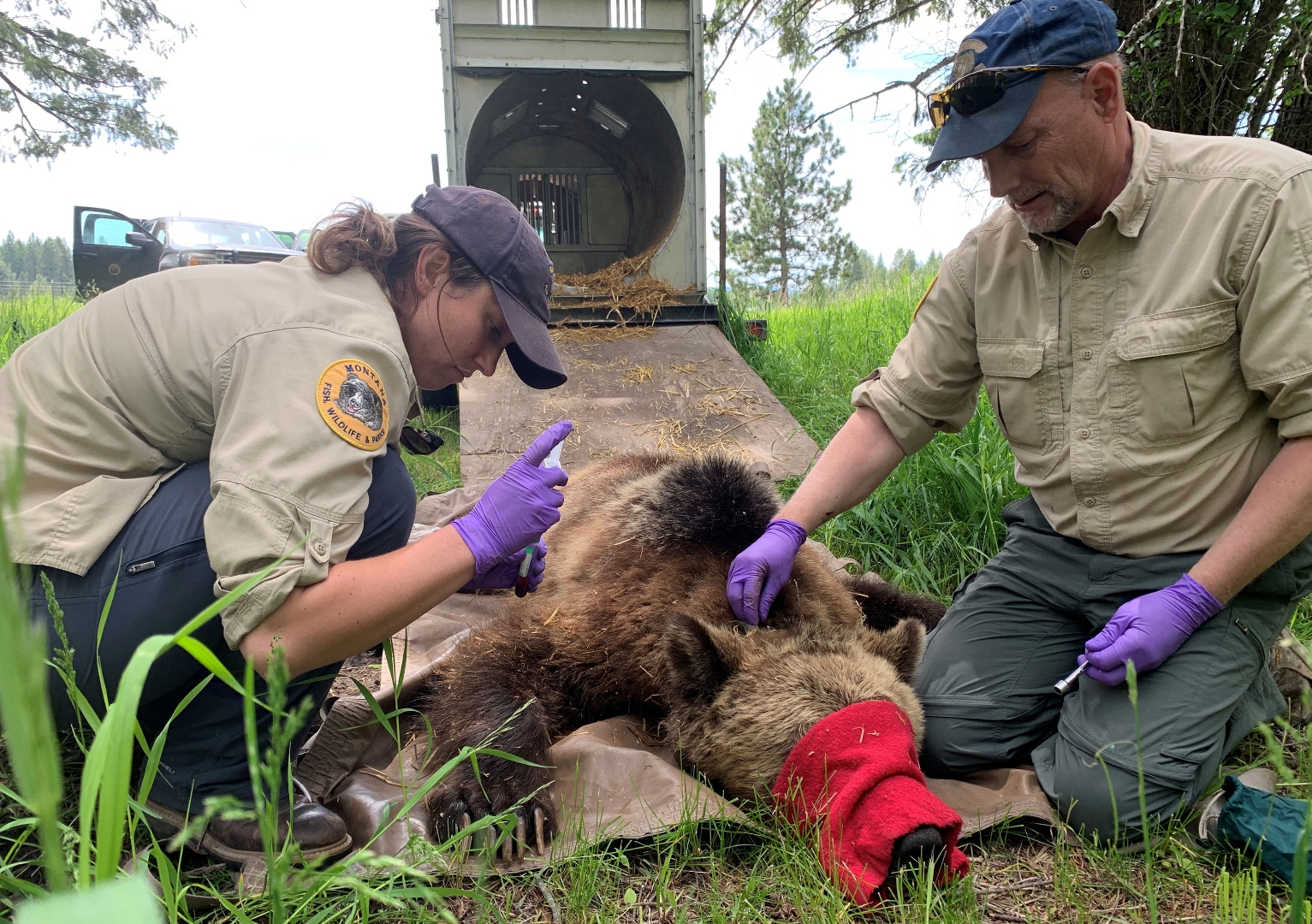 FWP responds to increasing number of grizzly and black bear incidents