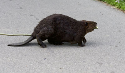 Beaver in the road