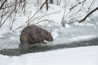 Beaver sitting on the ice