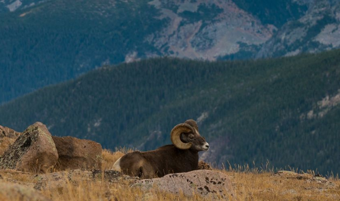 Photo of bighorn sheep with backdrop of the Rocky Mountains