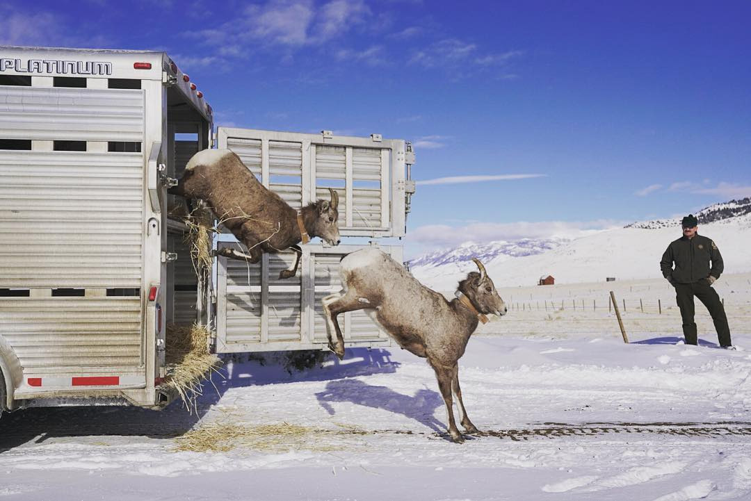 bighorn sheep 6