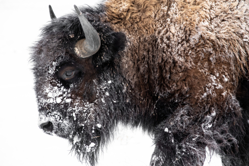 bison 2