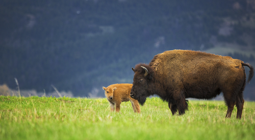bison 4